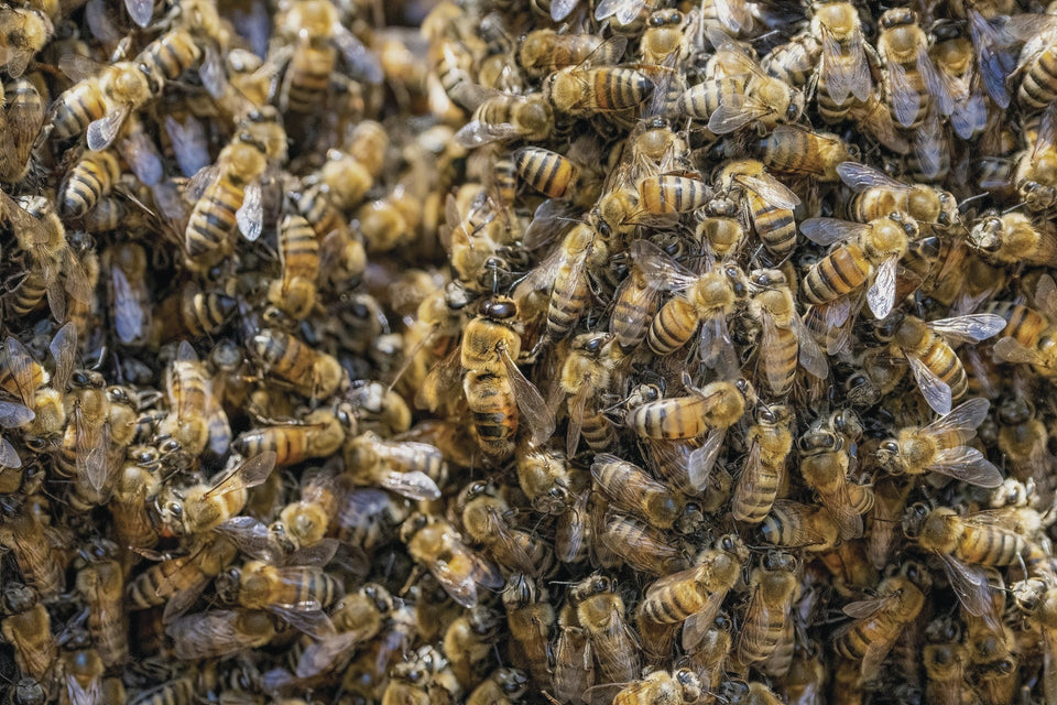 Habitants de la ruche - Essaims d'Abeilles & Reines