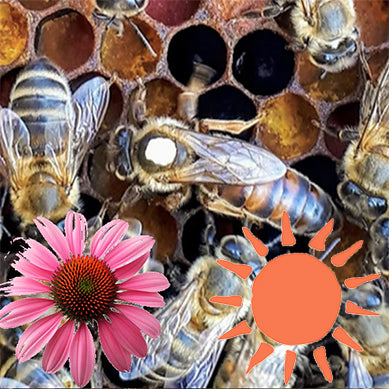 Saison - Abeille Reine F1 Frère Adam Buckfast Fécondée
