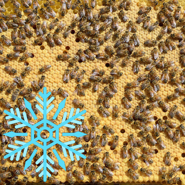Hiverné 27 - Acompte Essaim d'Abeilles Frère Adam Buckfast F1