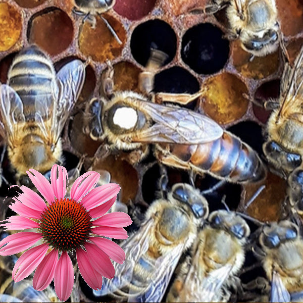 Printemps - Abeille Reine F1 Frère Adam Buckfast Fécondée