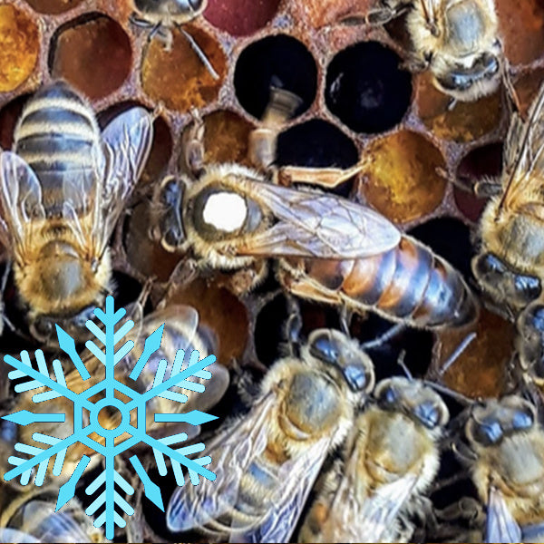 Hiverné 26 - Abeille Reine F1 Frère Adam Buckfast Fécondée