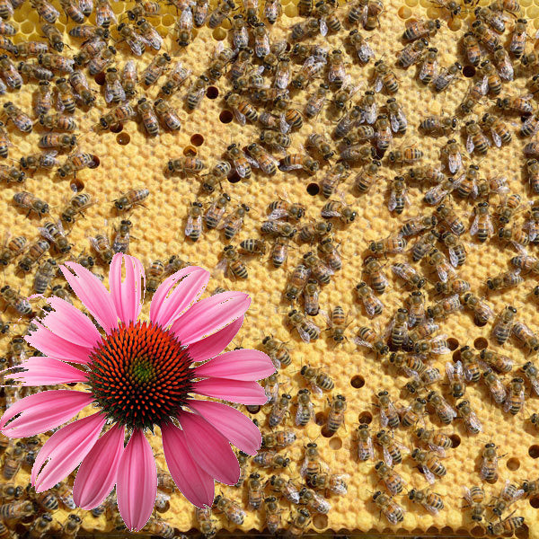 Printemps - Acompte Essaim d'Abeilles Frère Adam Buckfast