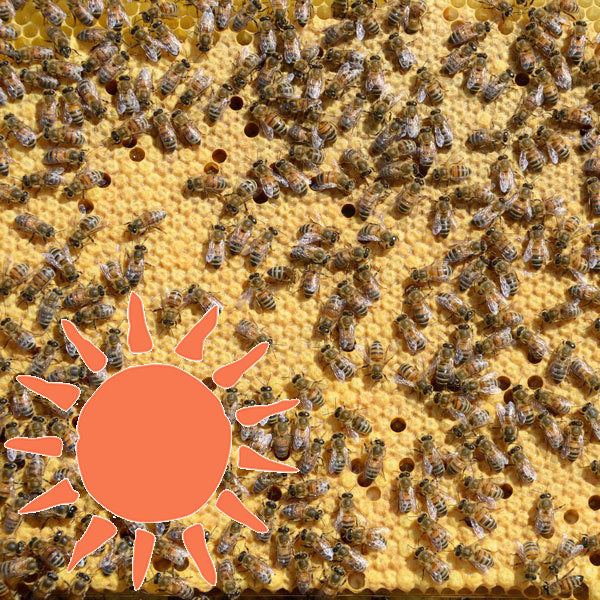 Été - Acompte Essaim d'Abeilles Frère Adam Buckfast